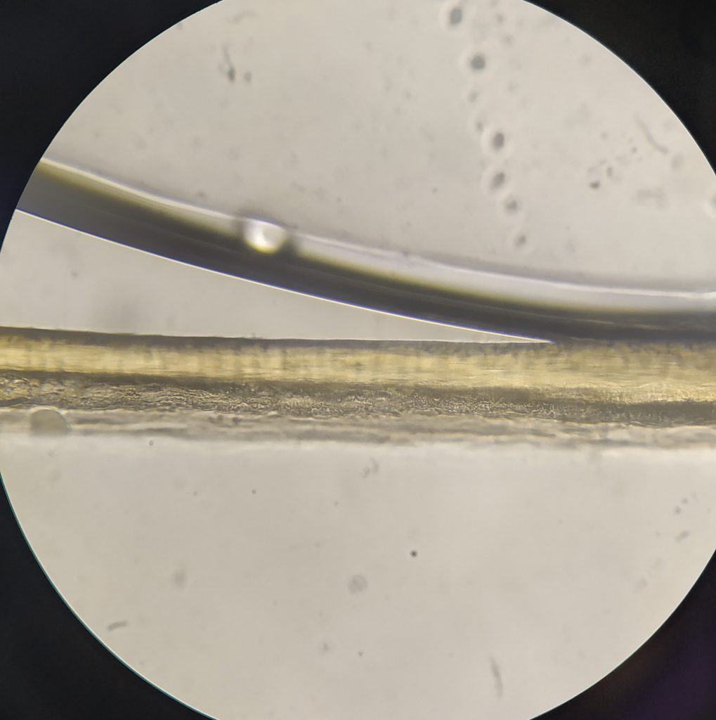 rozdwojona końcówka włosa pod mikroskopem 
